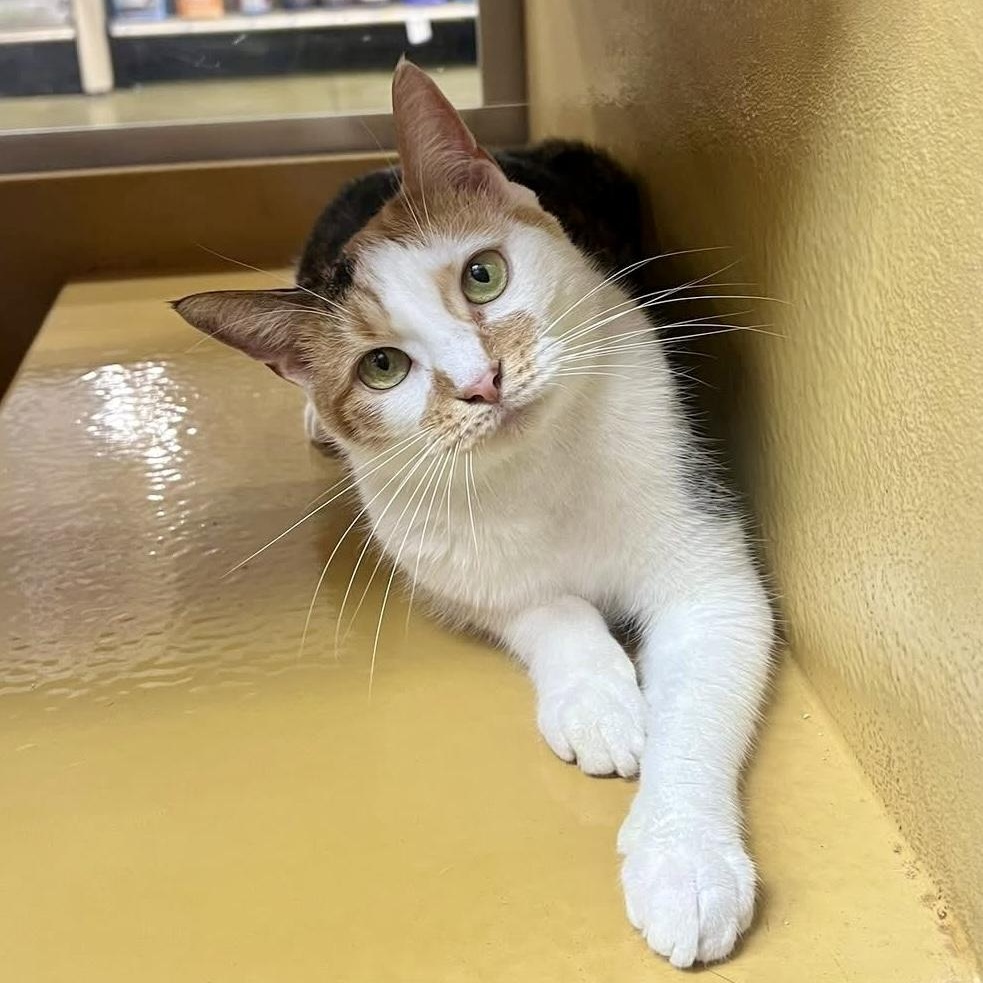 Margarine, a Adoptable Calico in Memphis, TN image 2/6