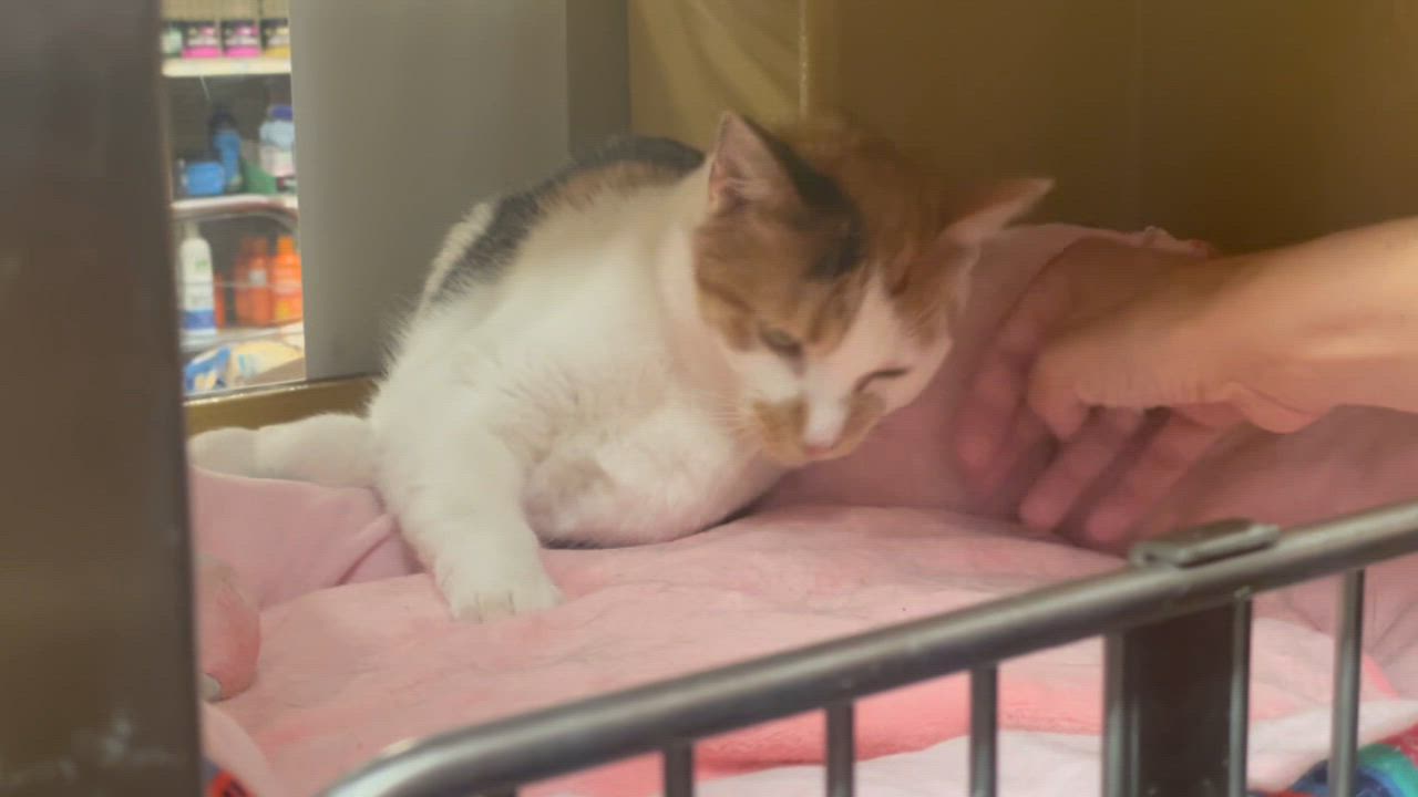 Enlarge Margarine, a Adoptable Calico in Memphis, TN video 3/6