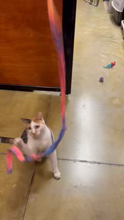 Enlarge Margarine, a Adoptable Calico in Memphis, TN video 4/6