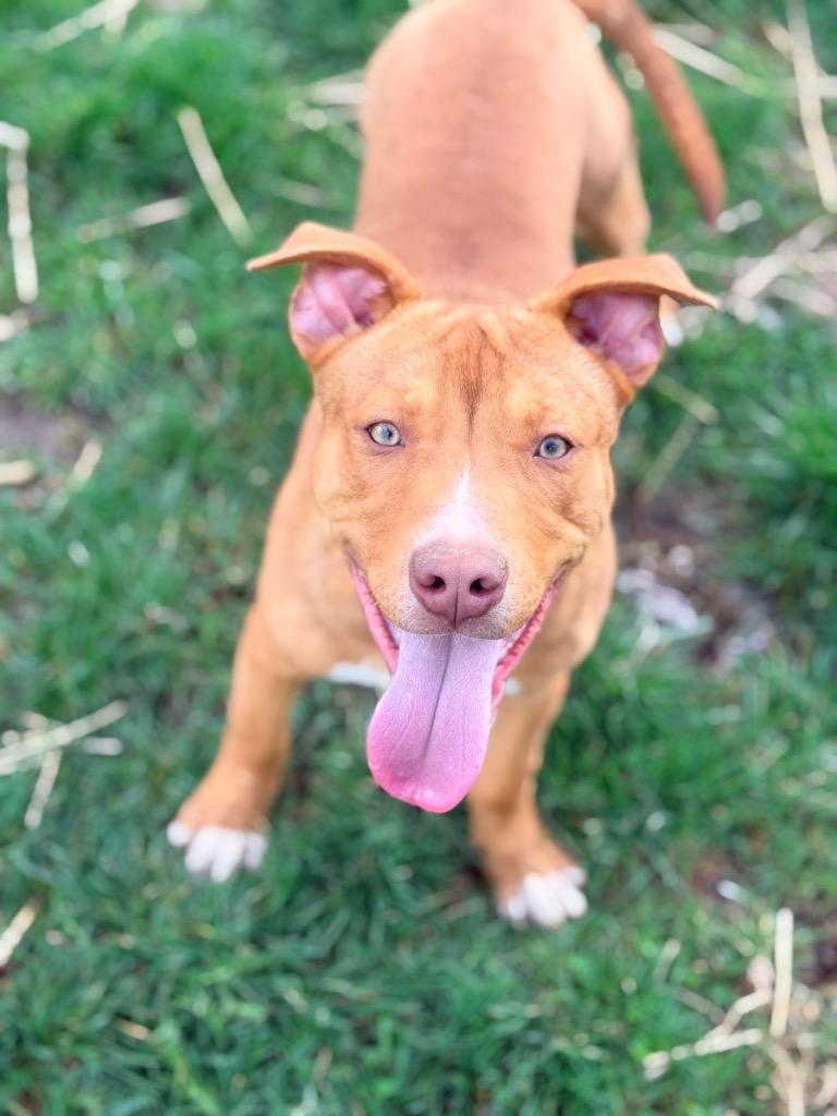 Enlarge Knox, a Adoptable Pit Bull Terrier in North Vernon, IN image 1/2