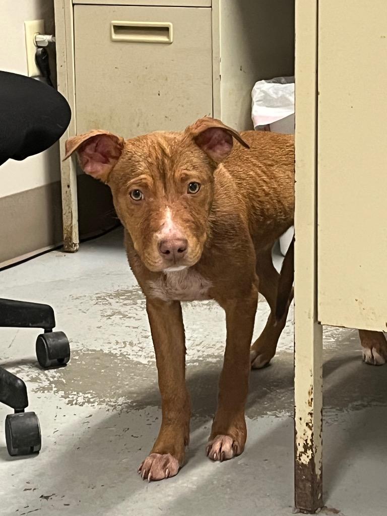 Enlarge Knox, a Adoptable Pit Bull Terrier in North Vernon, IN image 2/2