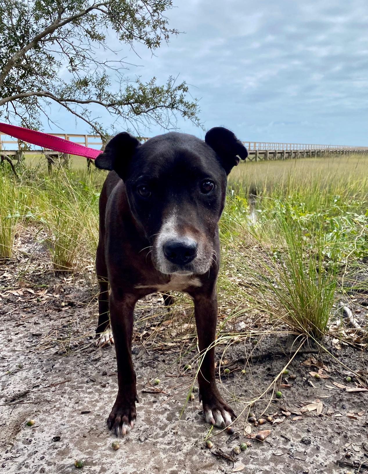 Roscoe (In Foster Care)