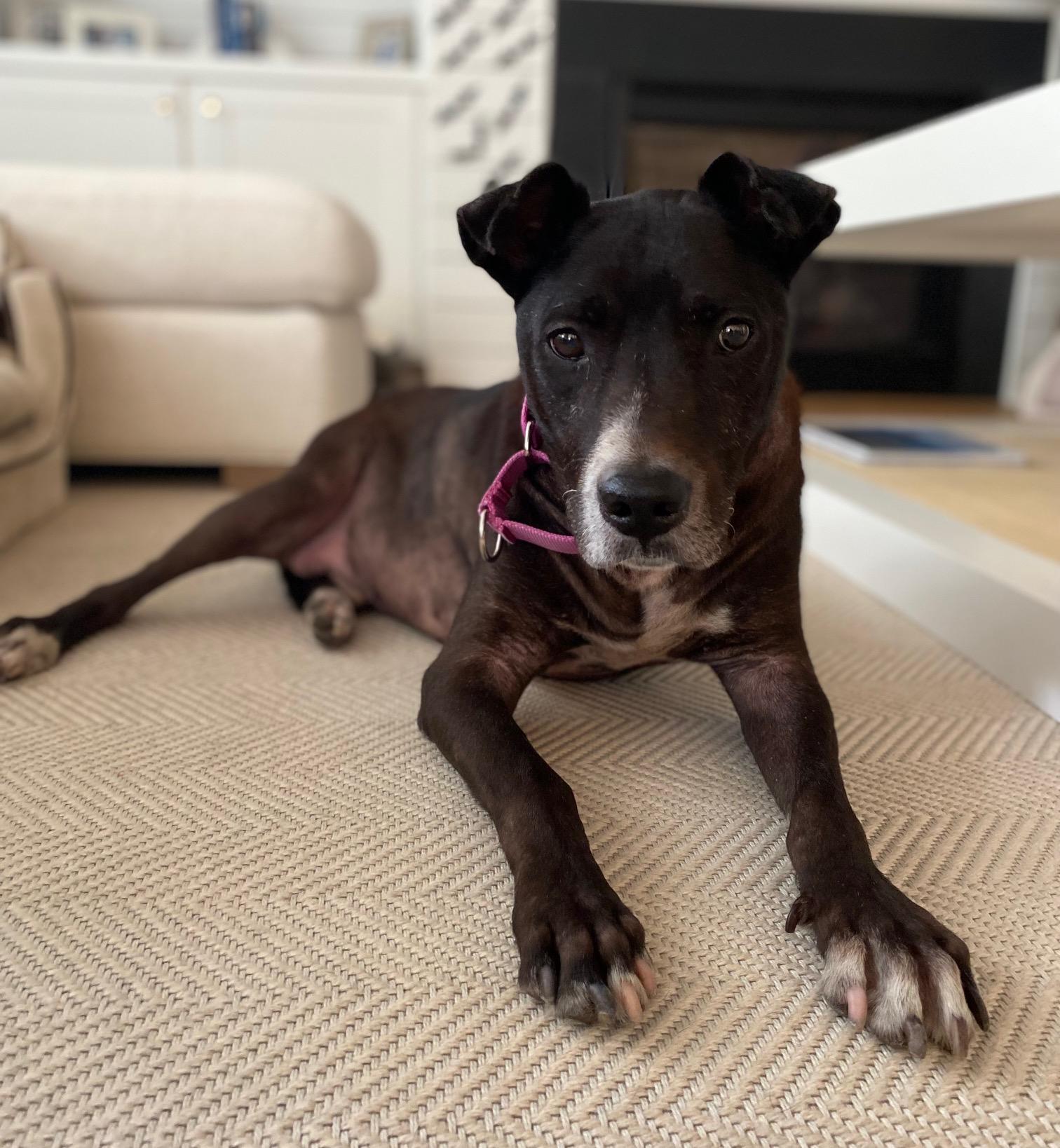 Roscoe (In Foster Care)