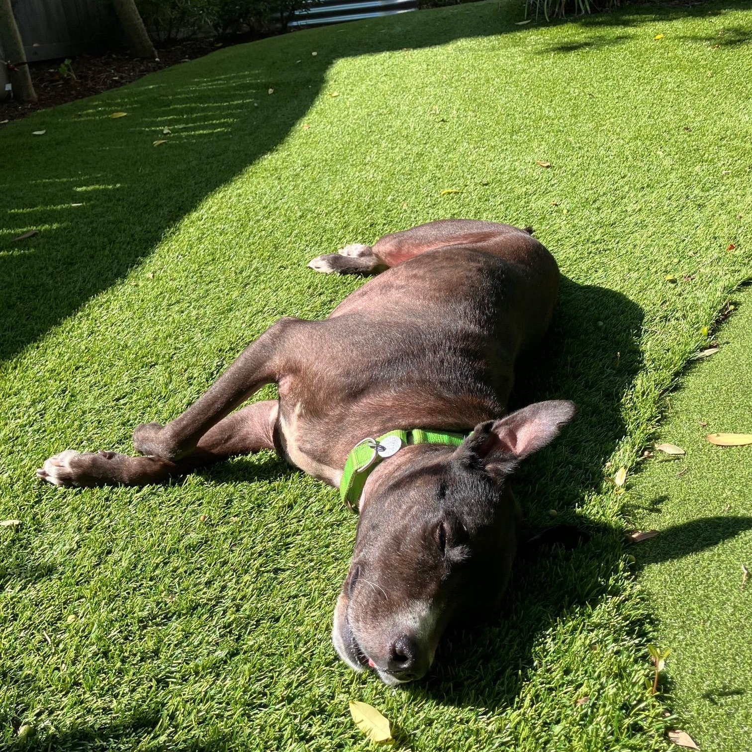 Roscoe (In Foster Care)