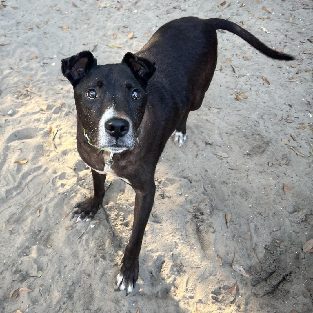 Enlarge Roscoe (In Foster Care), a Adoptable Black Labrador Retriever in Charleston, SC image 4/4