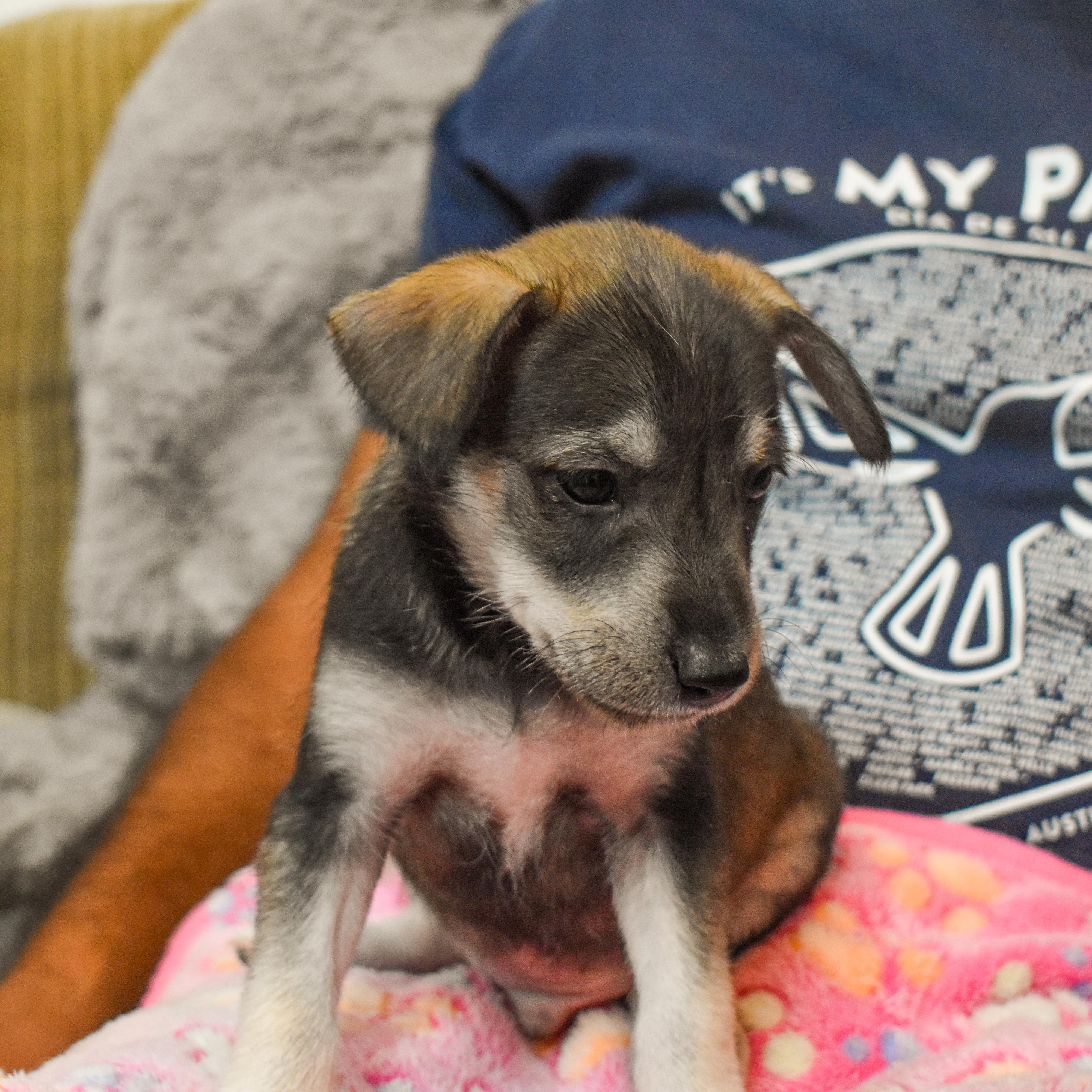 Woody — thumbnail 5