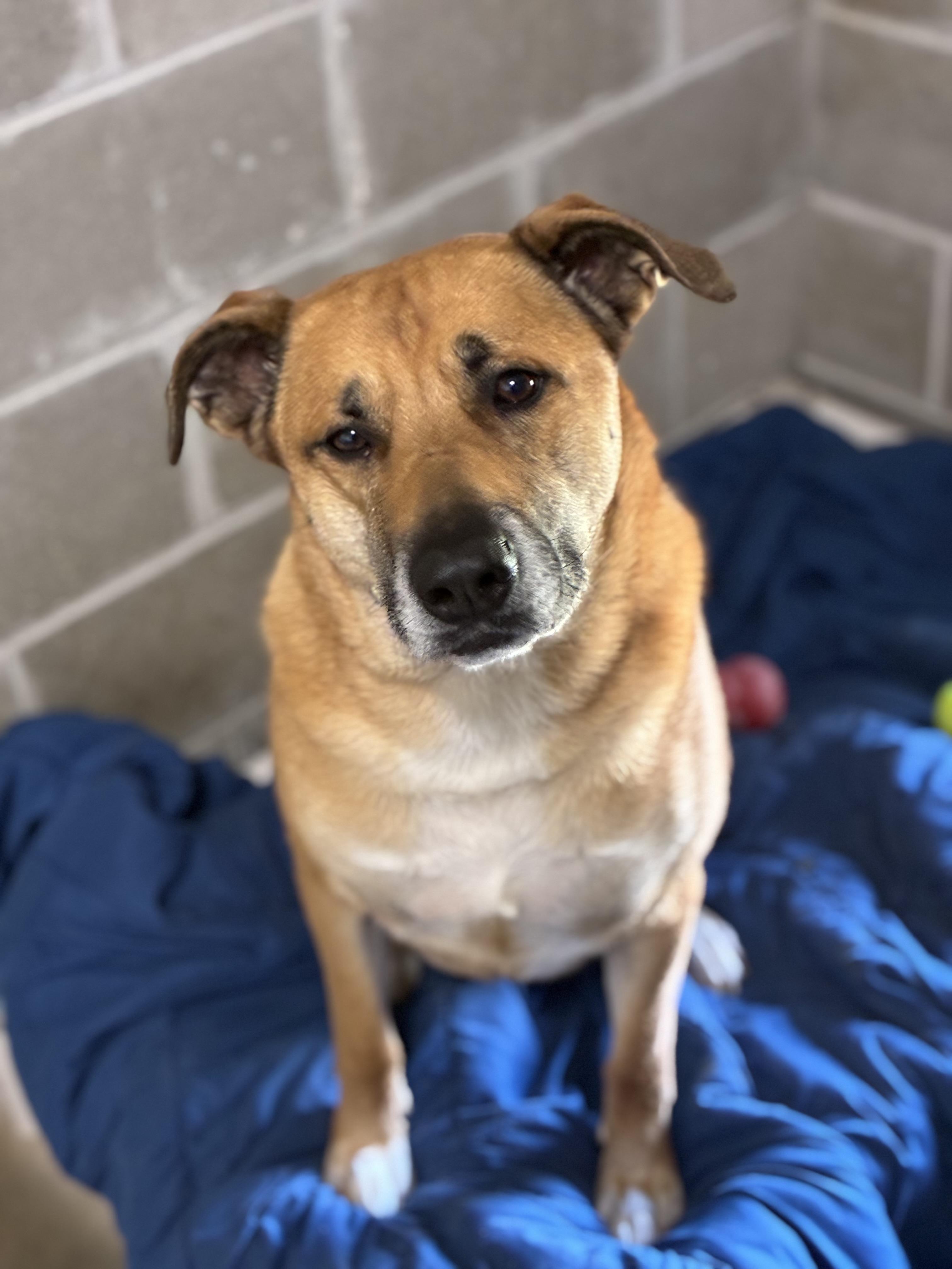 Dalton, a ADOPTABLE mixed breed in Sandusky, MI image 4/4