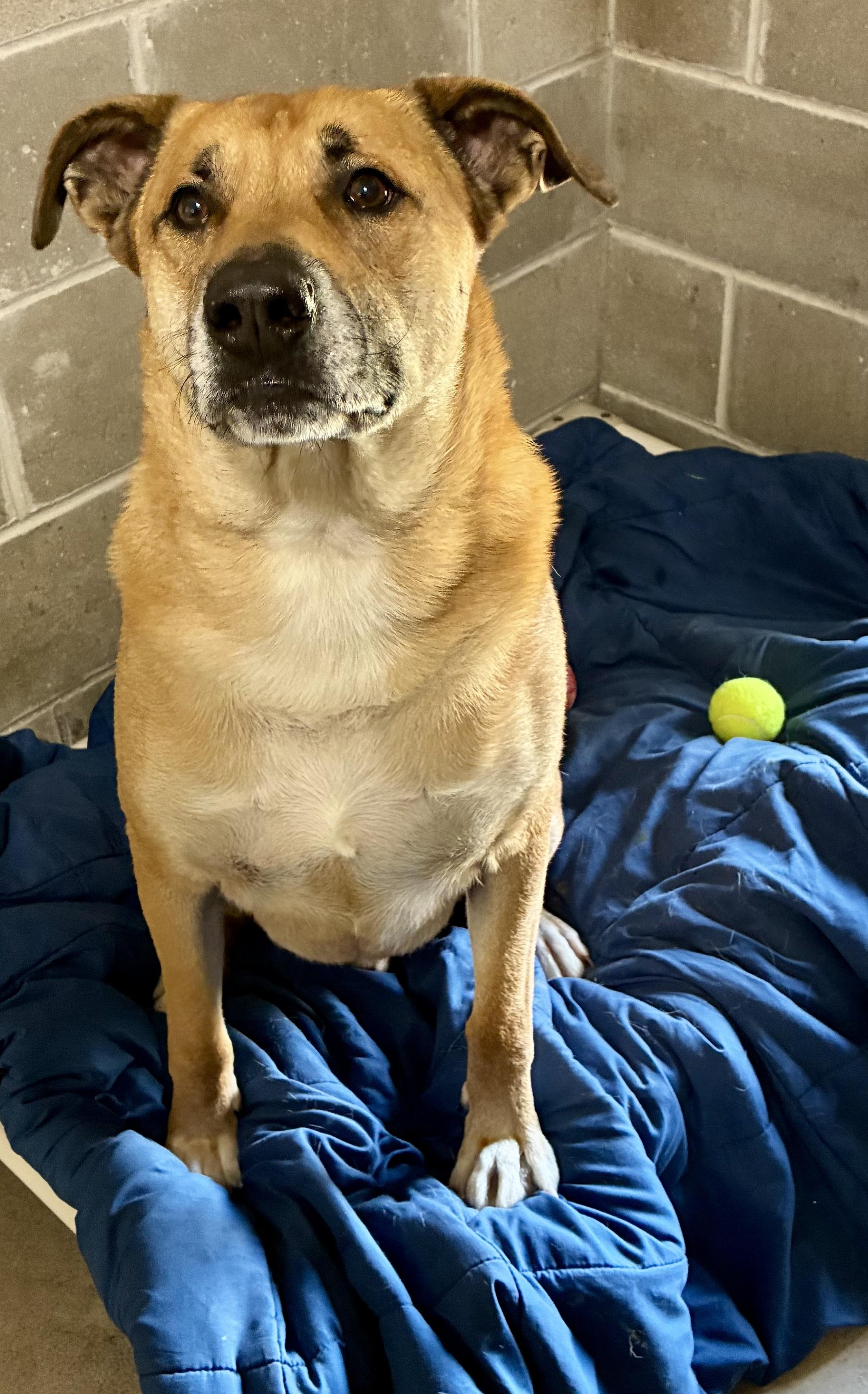 Dalton, a ADOPTABLE mixed breed in Sandusky, MI image 2/4
