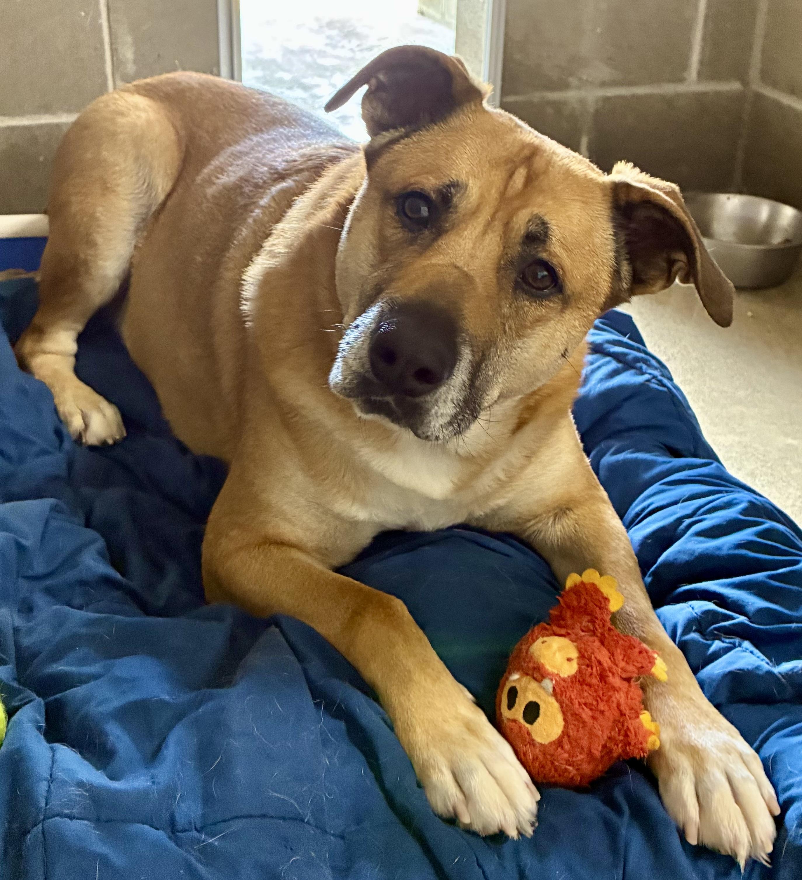 Dalton, a ADOPTABLE mixed breed in Sandusky, MI image 1/4