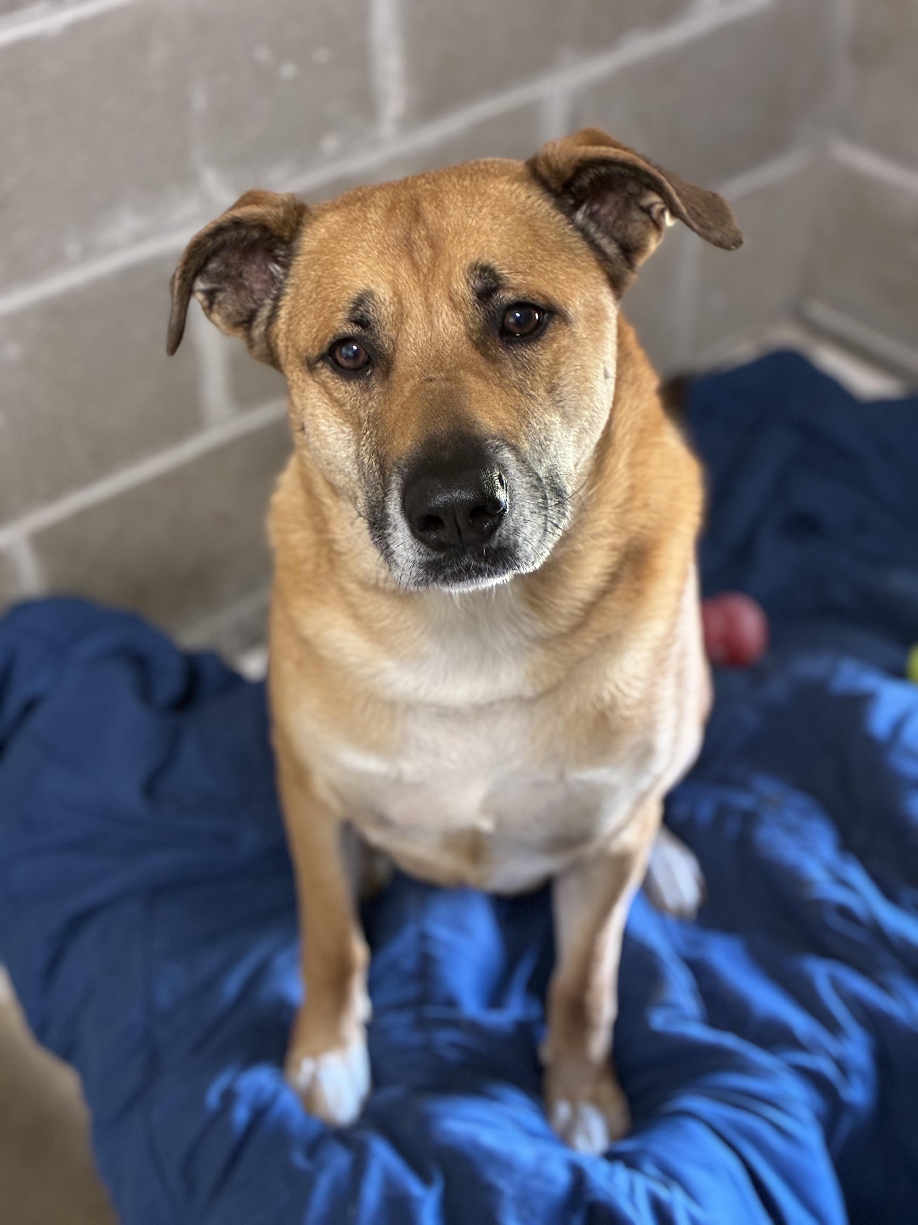 Dalton, a ADOPTABLE mixed breed in Sandusky, MI image 3/4