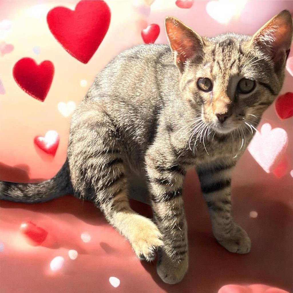 Sully, Adoptable, Young Male Domestic Short Hair.