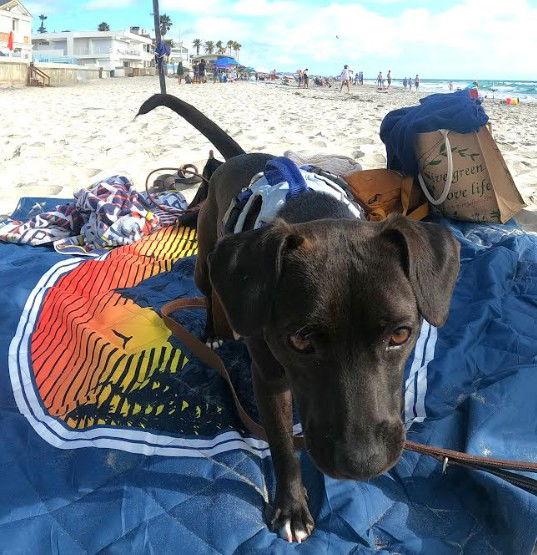 Xochitl, Adopted, Adult Female Terrier.