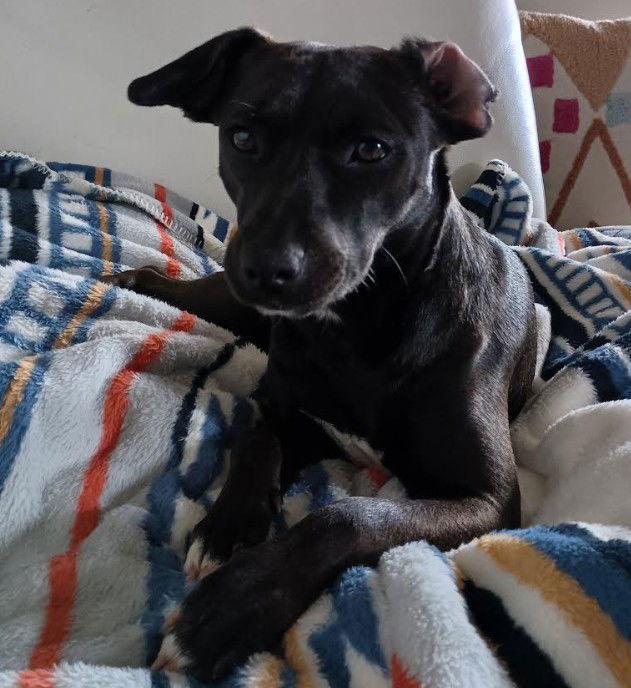 Enlarge Xochitl, a Adopted Terrier in San Diego, CA image 2/3