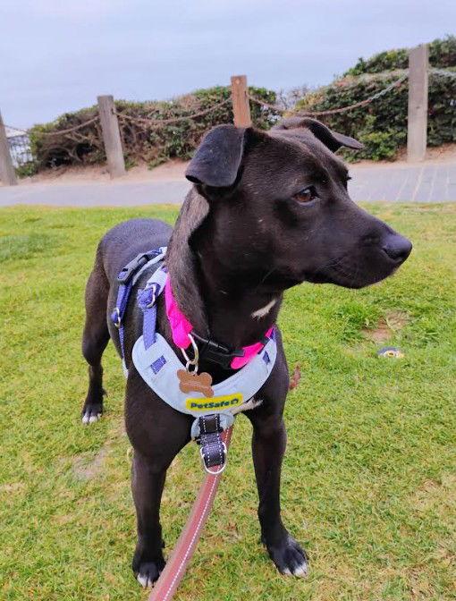 Enlarge Xochitl, a Adopted Terrier in San Diego, CA image 3/3