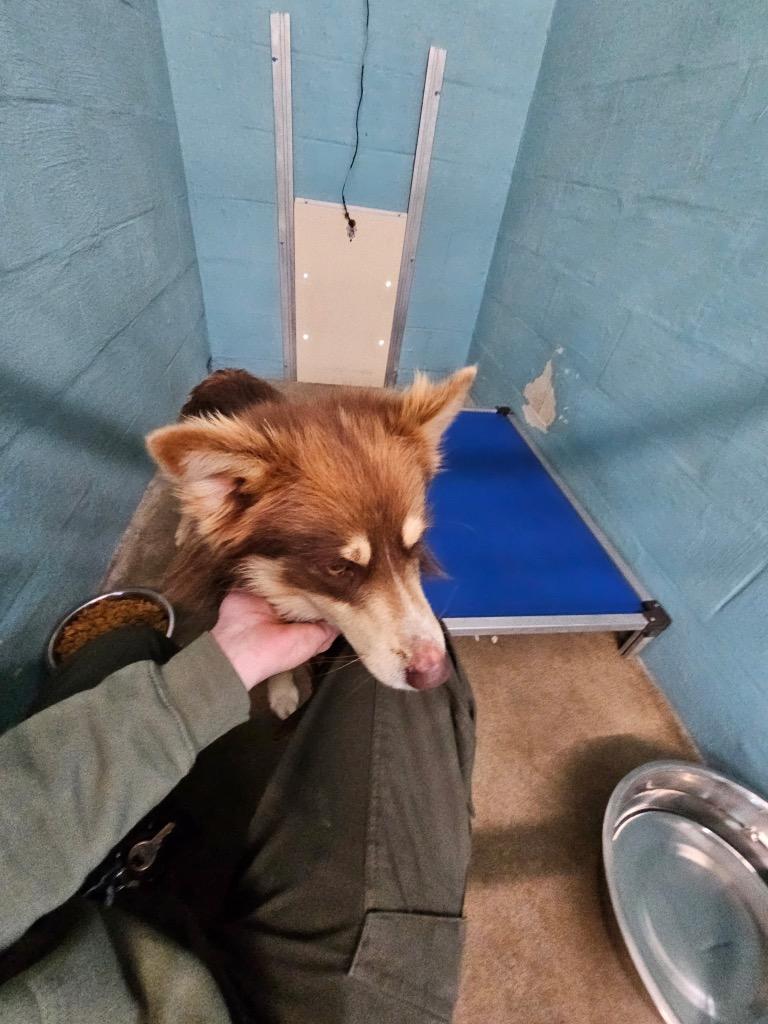 Sam, Adoptable, Young Male Mixed Breed.