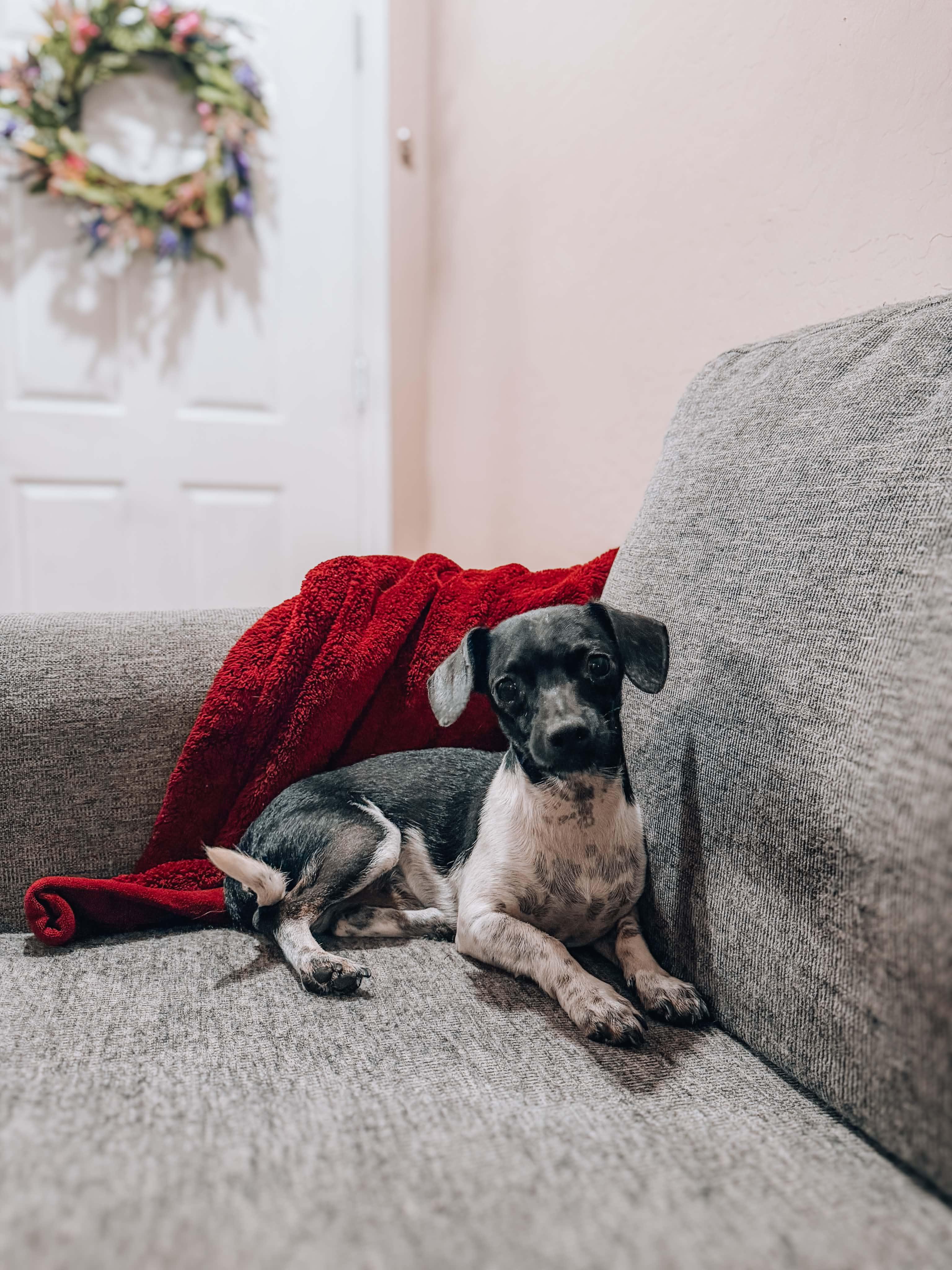 Benny, ADOPTABLE, Young Male Chiweenie.