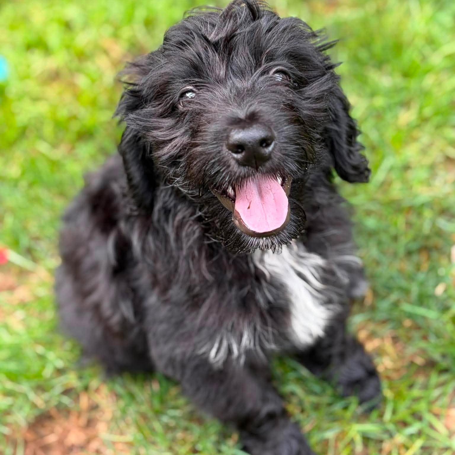 Lulu, adopted, Puppy Female Mixed Breed.