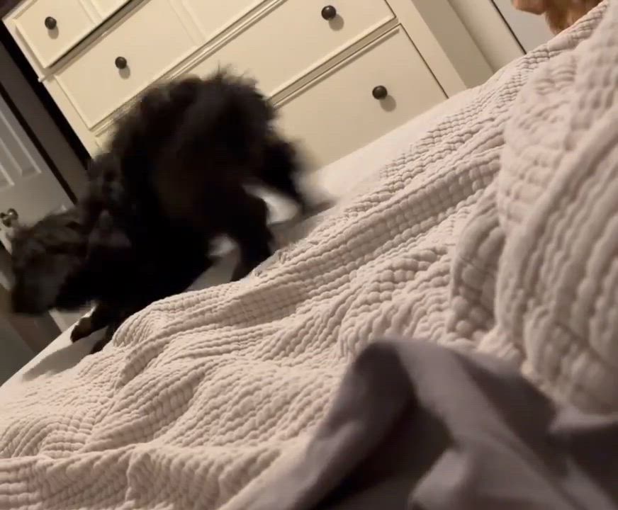 Enlarge Lulu, an adopted mixed breed in Rochester, NY video 5/6