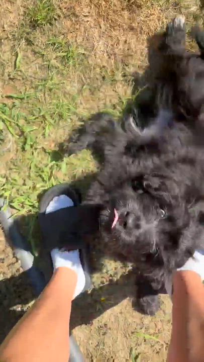 Enlarge Lulu, an adopted mixed breed in Rochester, NY video 6/6