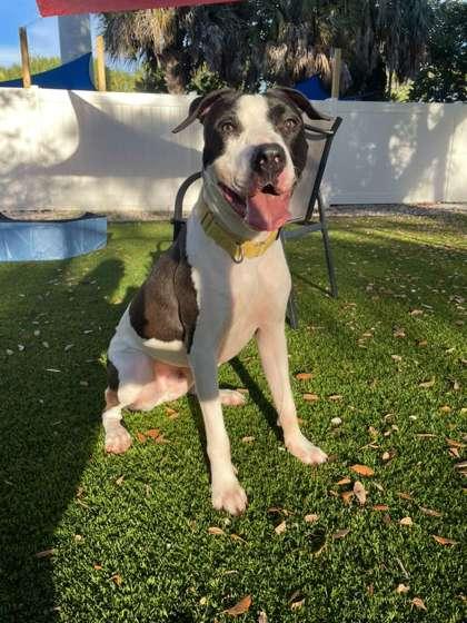 Enlarge Cowboy, a Adoptable mixed breed in North Miami Beach, FL image 1/3