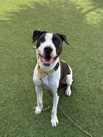 Enlarge Cowboy, a Adoptable mixed breed in North Miami Beach, FL image 2/3