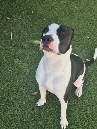 Enlarge Cowboy, a Adoptable mixed breed in North Miami Beach, FL image 3/3