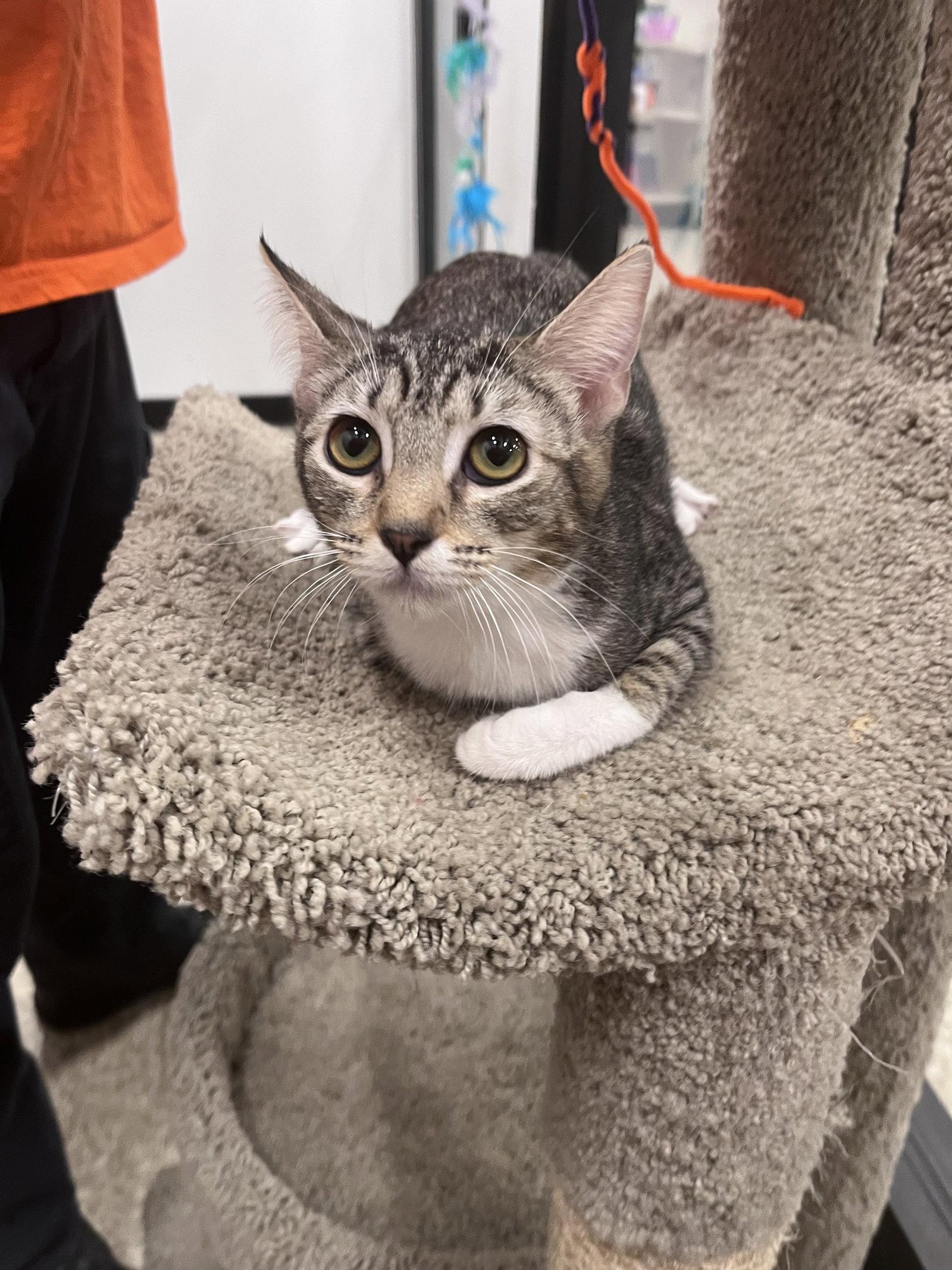 Enlarge Precious, a Adoptable Domestic Short Hair in Scottsdale, AZ image 1/2