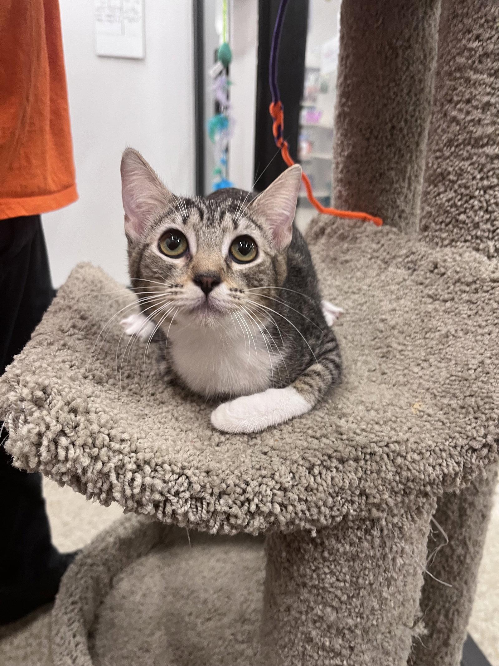 Enlarge Precious, a Adoptable Domestic Short Hair in Scottsdale, AZ image 2/2