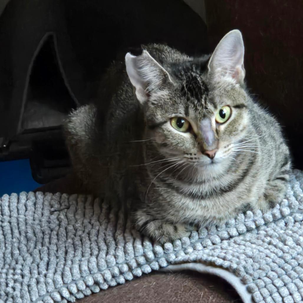 Skitty, Adoptable, Young Female Domestic Short Hair.