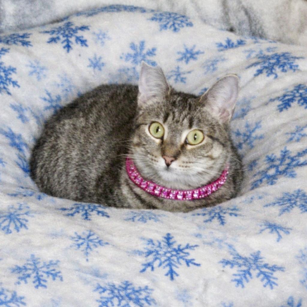 Enlarge Skitty, a Adoptable Domestic Short Hair in Pittsburg, KS image 3/6
