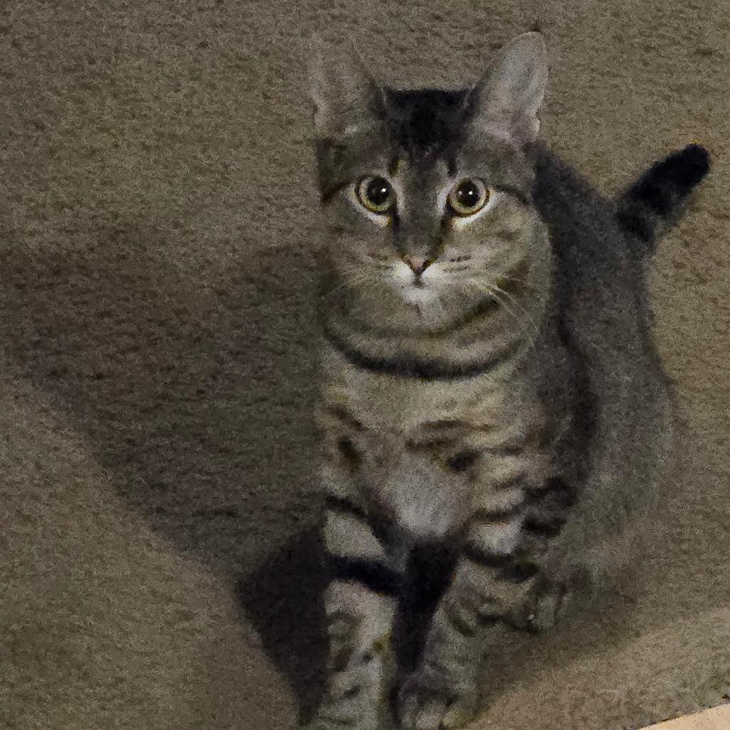 Enlarge Skitty, a Adoptable Domestic Short Hair in Pittsburg, KS image 4/6