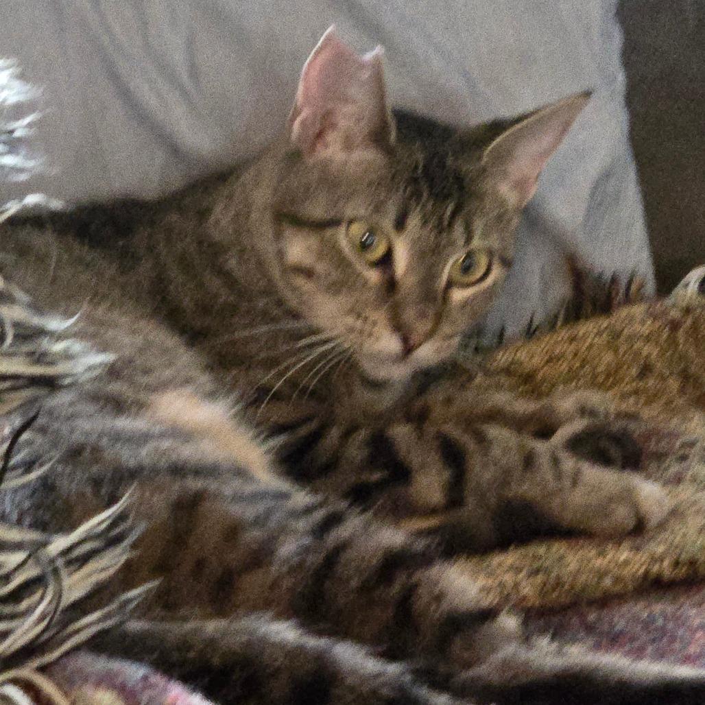 Enlarge Skitty, a Adoptable Domestic Short Hair in Pittsburg, KS image 5/6