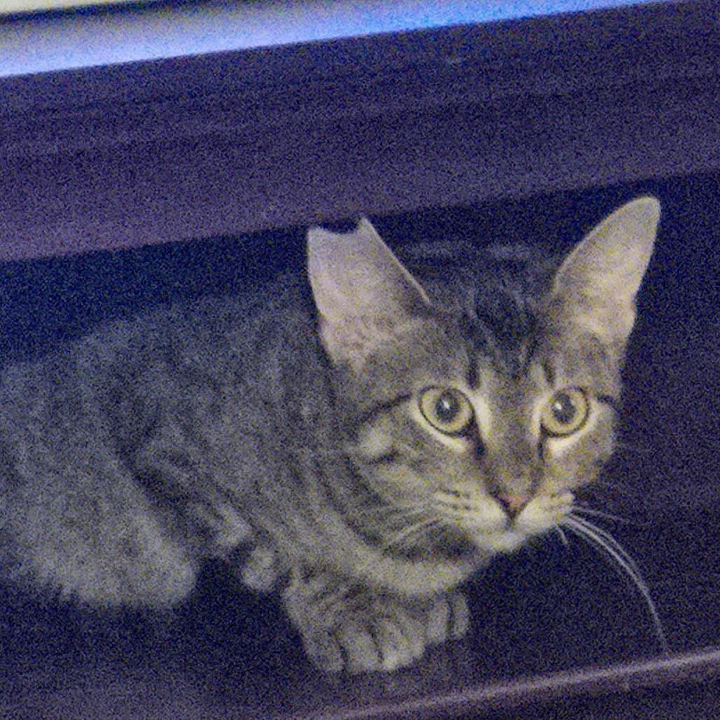 Enlarge Skitty, a Adoptable Domestic Short Hair in Pittsburg, KS image 6/6