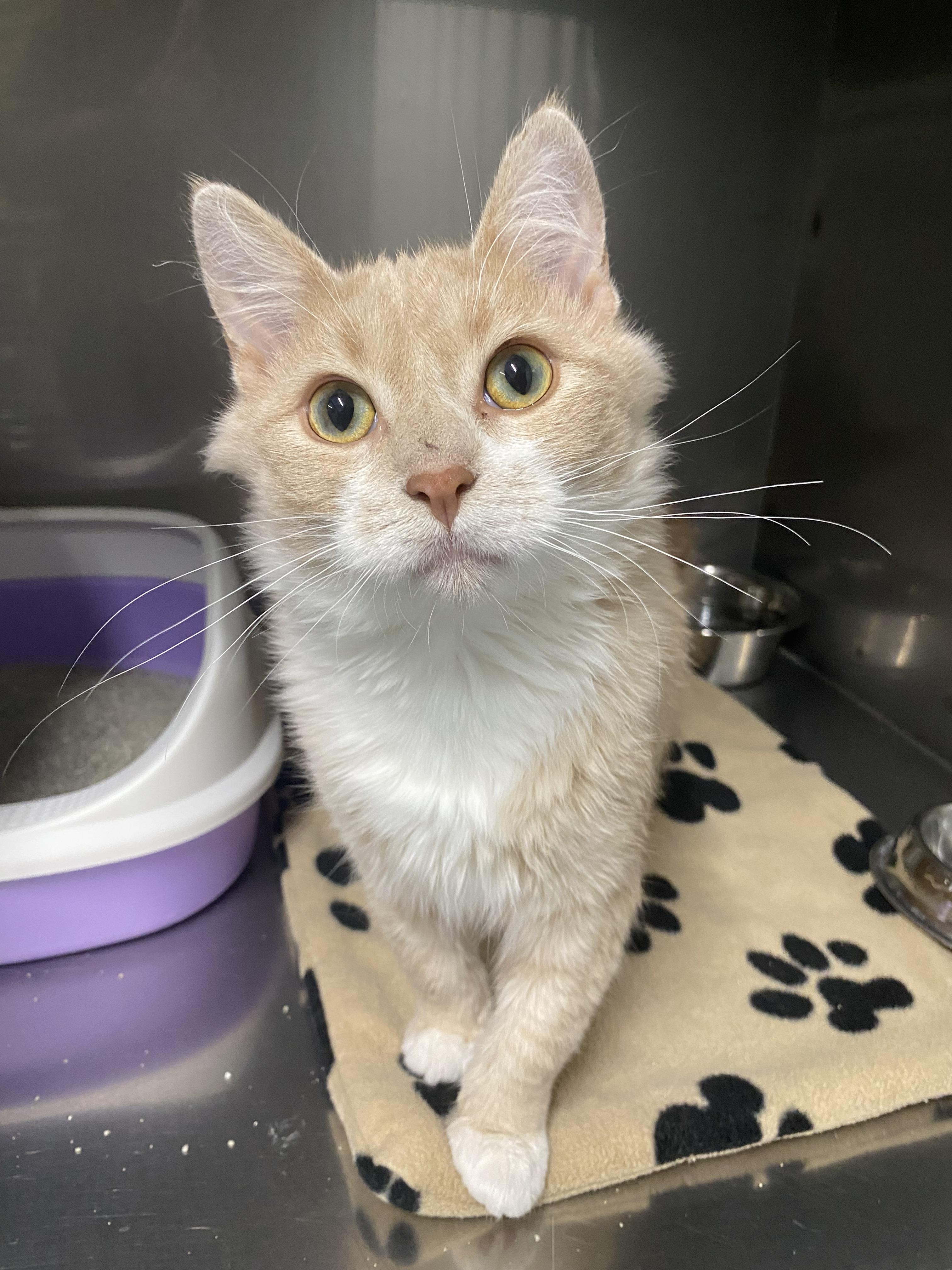 Enlarge Chai, a ADOPTABLE Domestic Medium Hair in Melfort, SK image 1/1