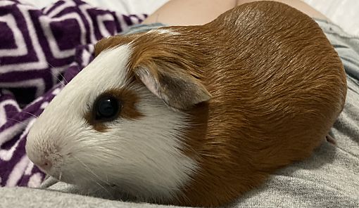 Richie, a Adoptable Guinea Pig in Claymont, DE image 1/2