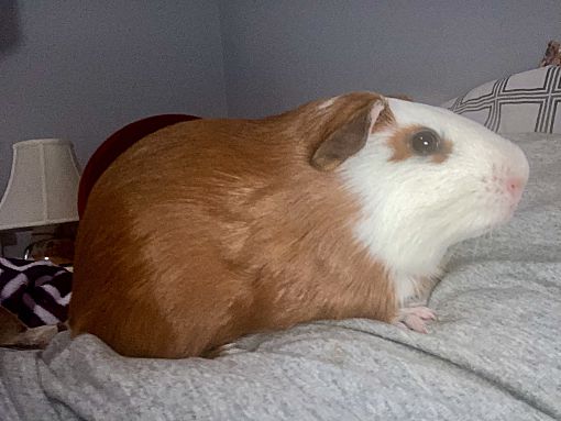 Richie, a Adoptable Guinea Pig in Claymont, DE image 2/2