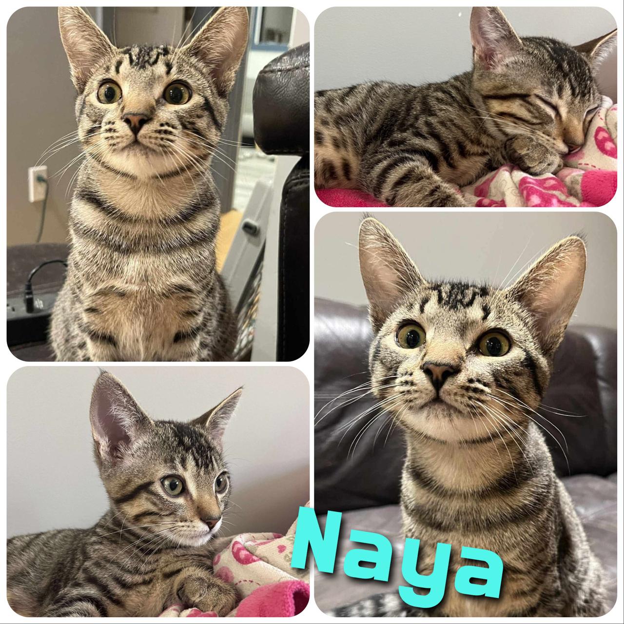 Naya