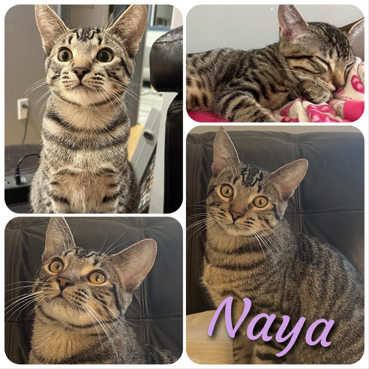 Naya, a Adoptable Domestic Short Hair in Hollister, CA image 1/5