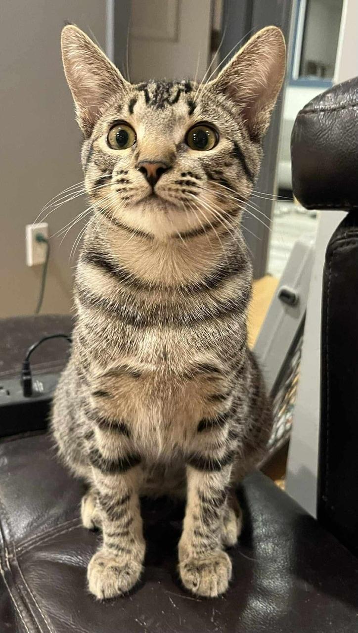 Naya, a Adoptable Domestic Short Hair in Hollister, CA image 3/5