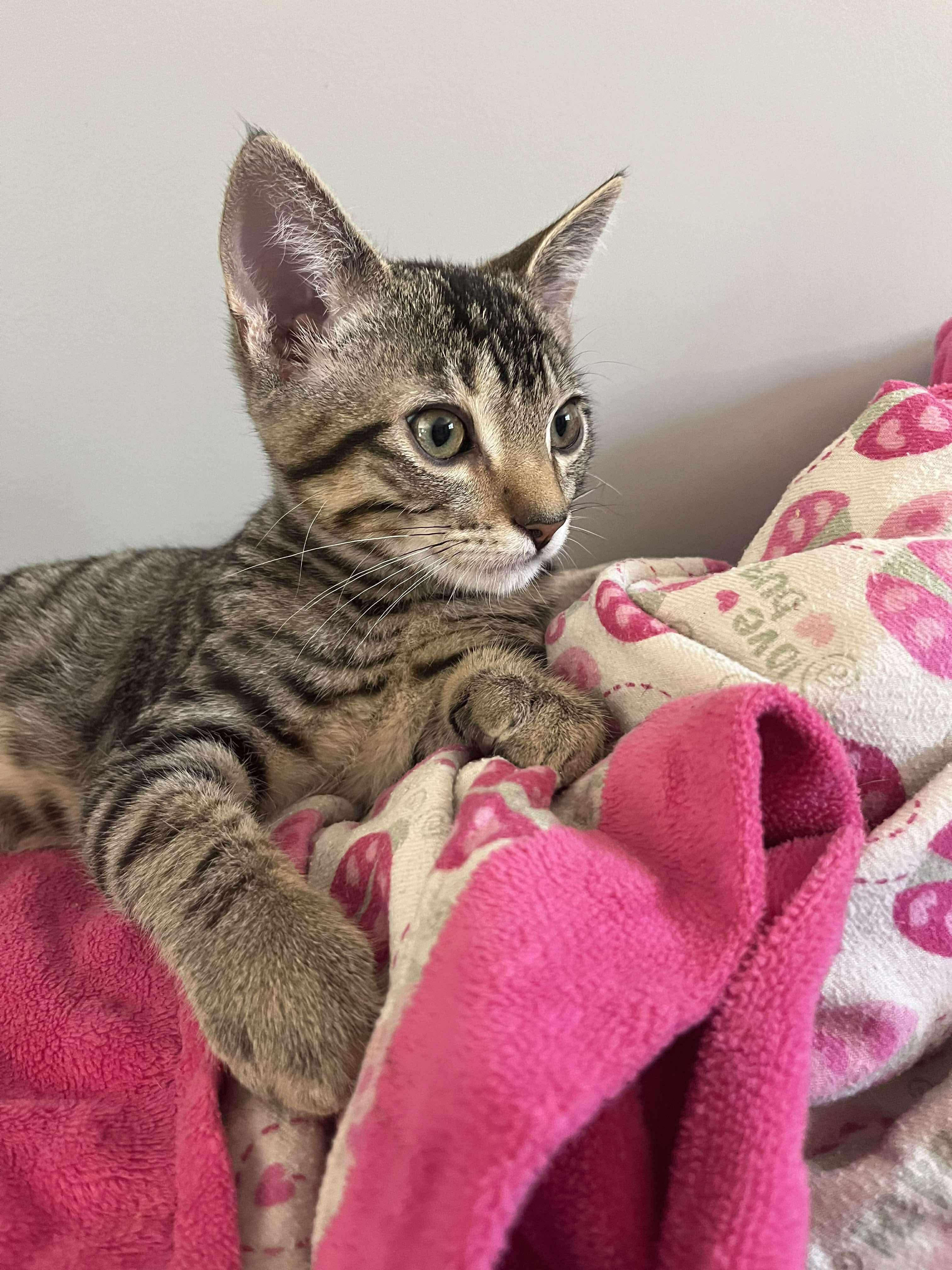 Naya, a Adoptable Domestic Short Hair in Hollister, CA image 5/5