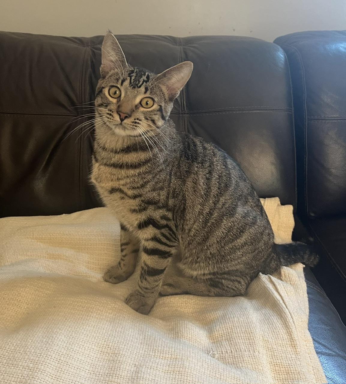 Naya, a Adoptable Domestic Short Hair in Hollister, CA image 2/5