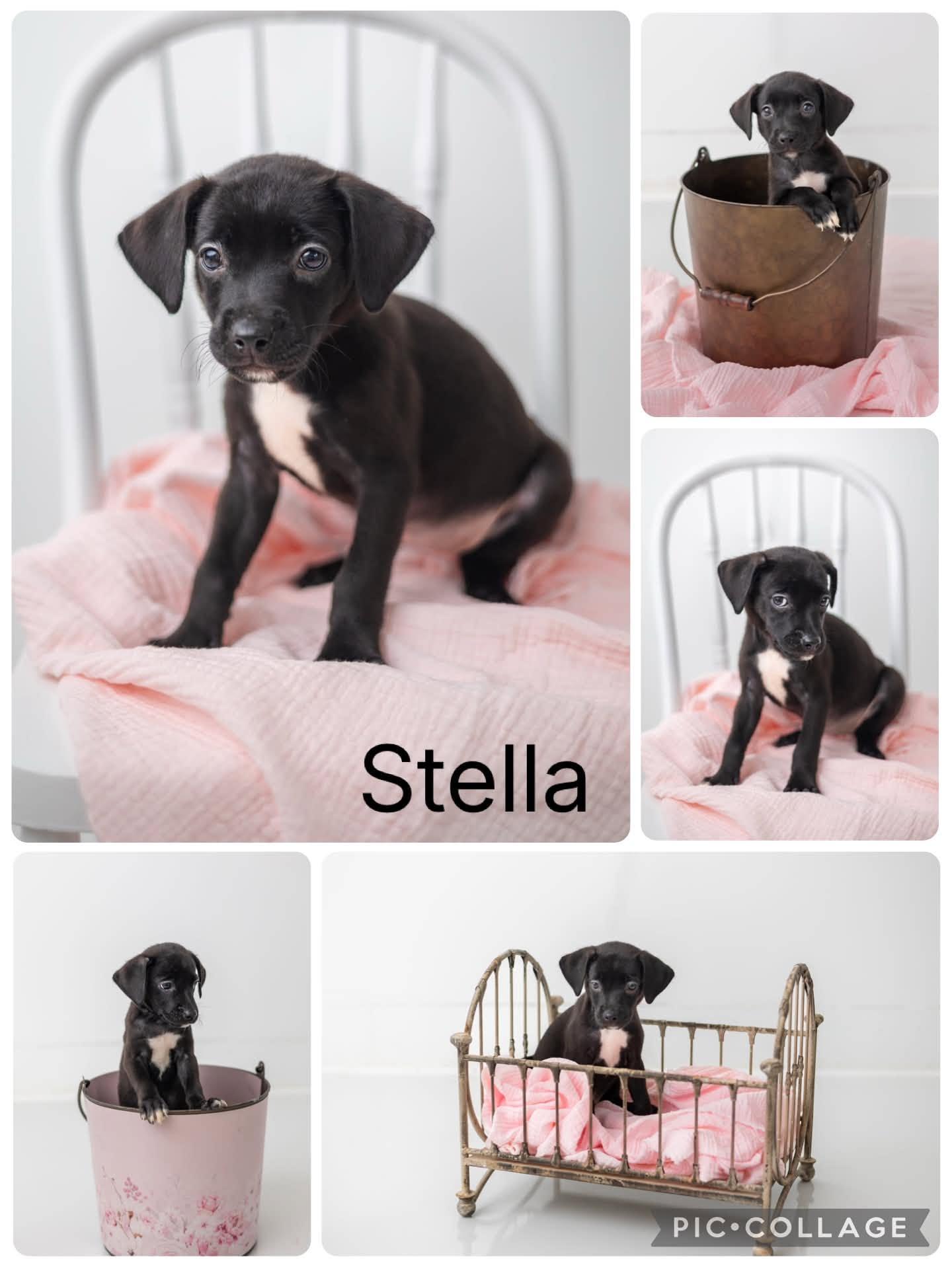 Stella, ADOPTABLE, Puppy Female Fox Terrier & Labrador Retriever.