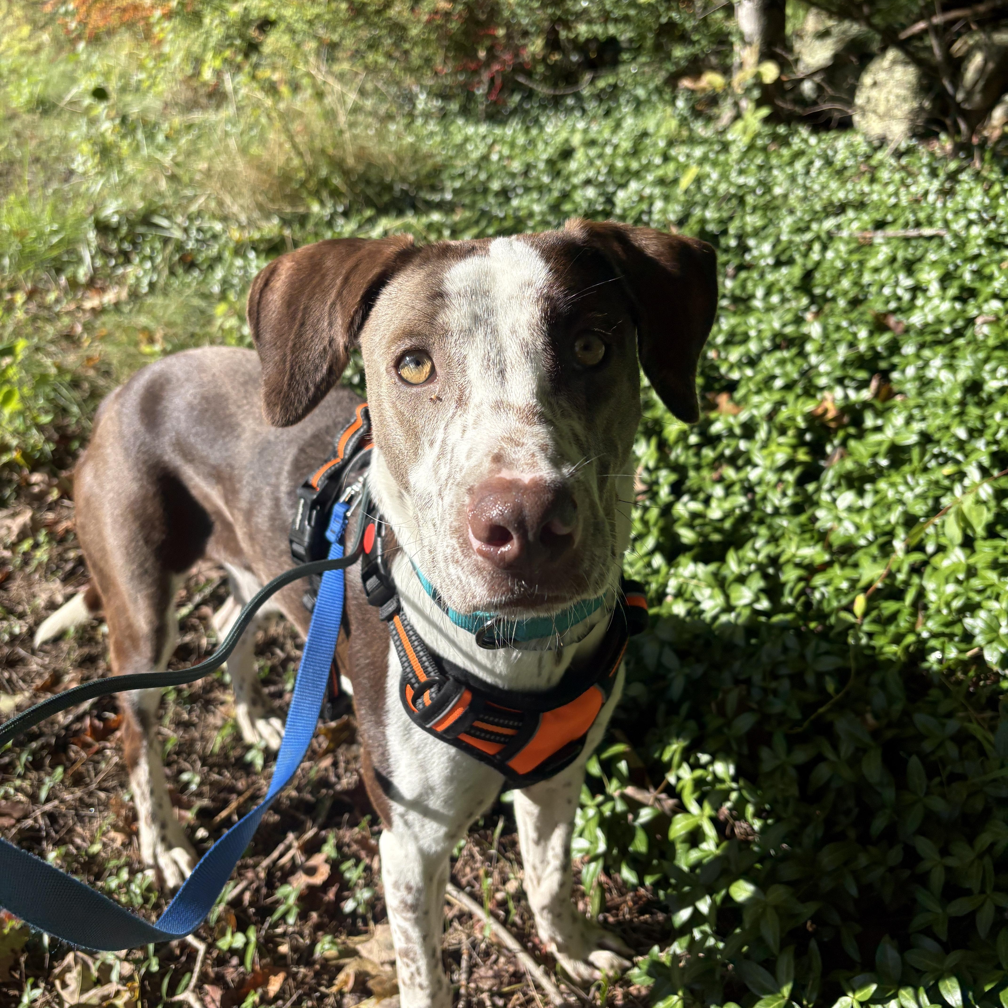 Enlarge Chance, a Adoptable mixed breed in New Boston, NH image 5/6