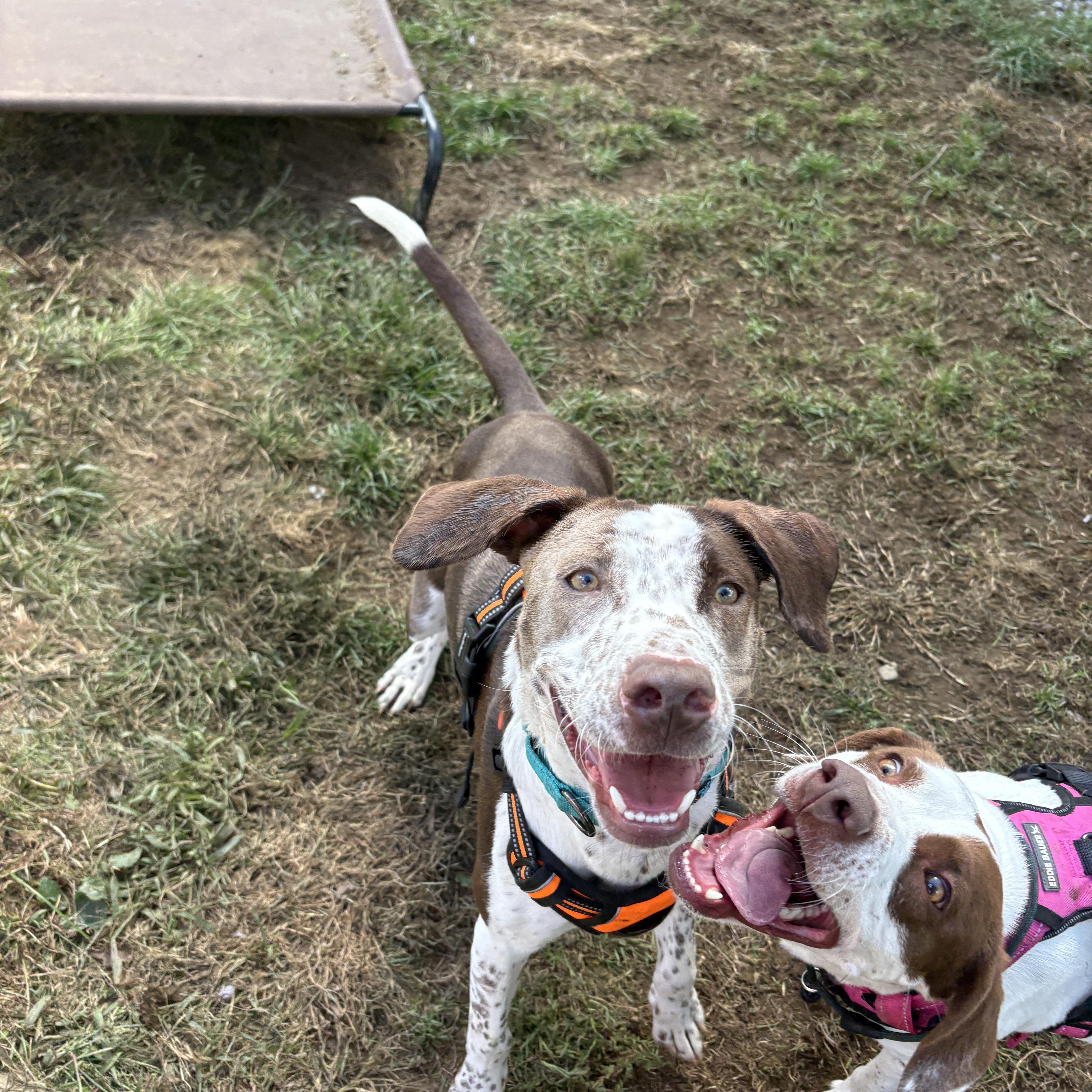 Enlarge Chance, a Adoptable mixed breed in New Boston, NH image 6/6