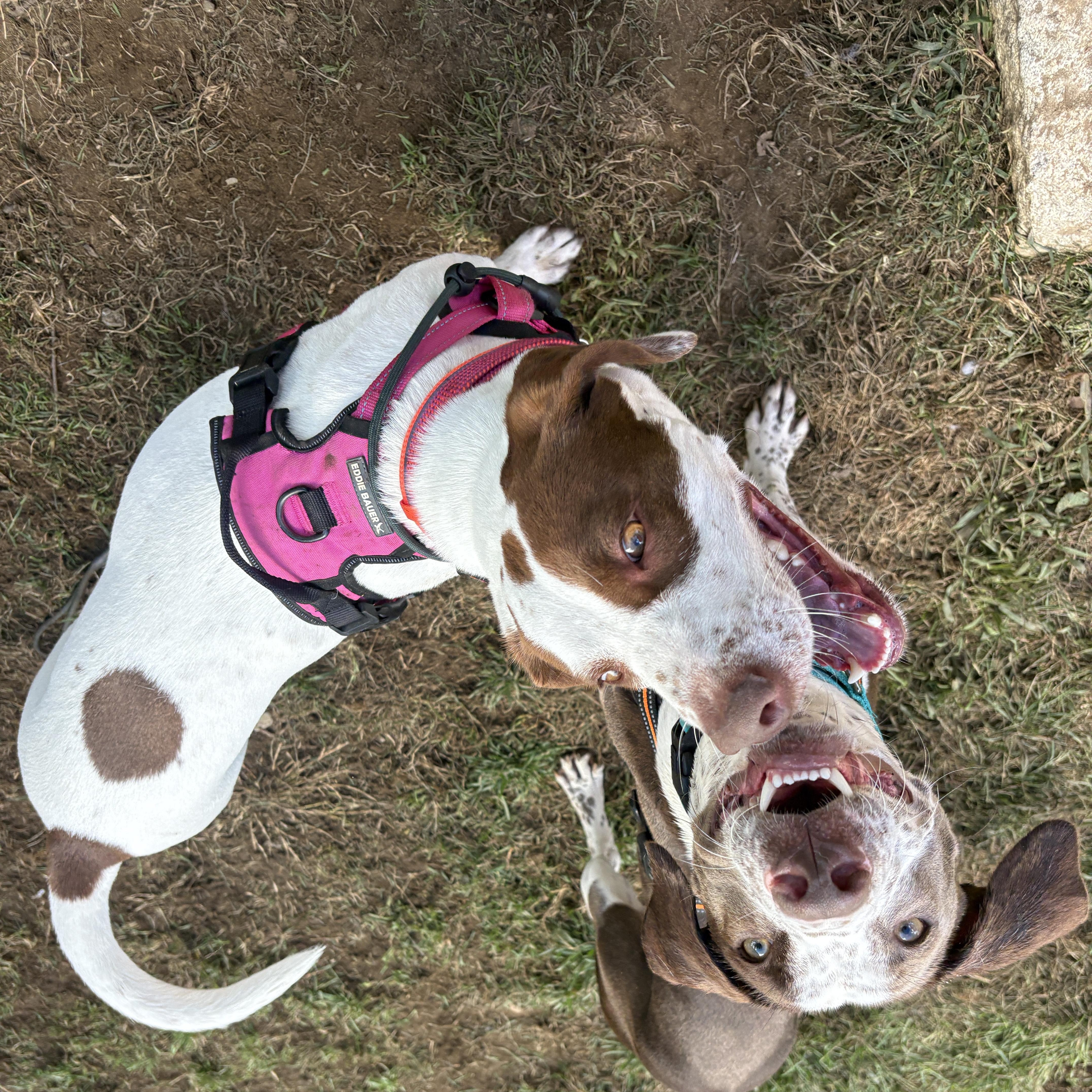 Enlarge Chance, a Adoptable mixed breed in New Boston, NH image 3/6