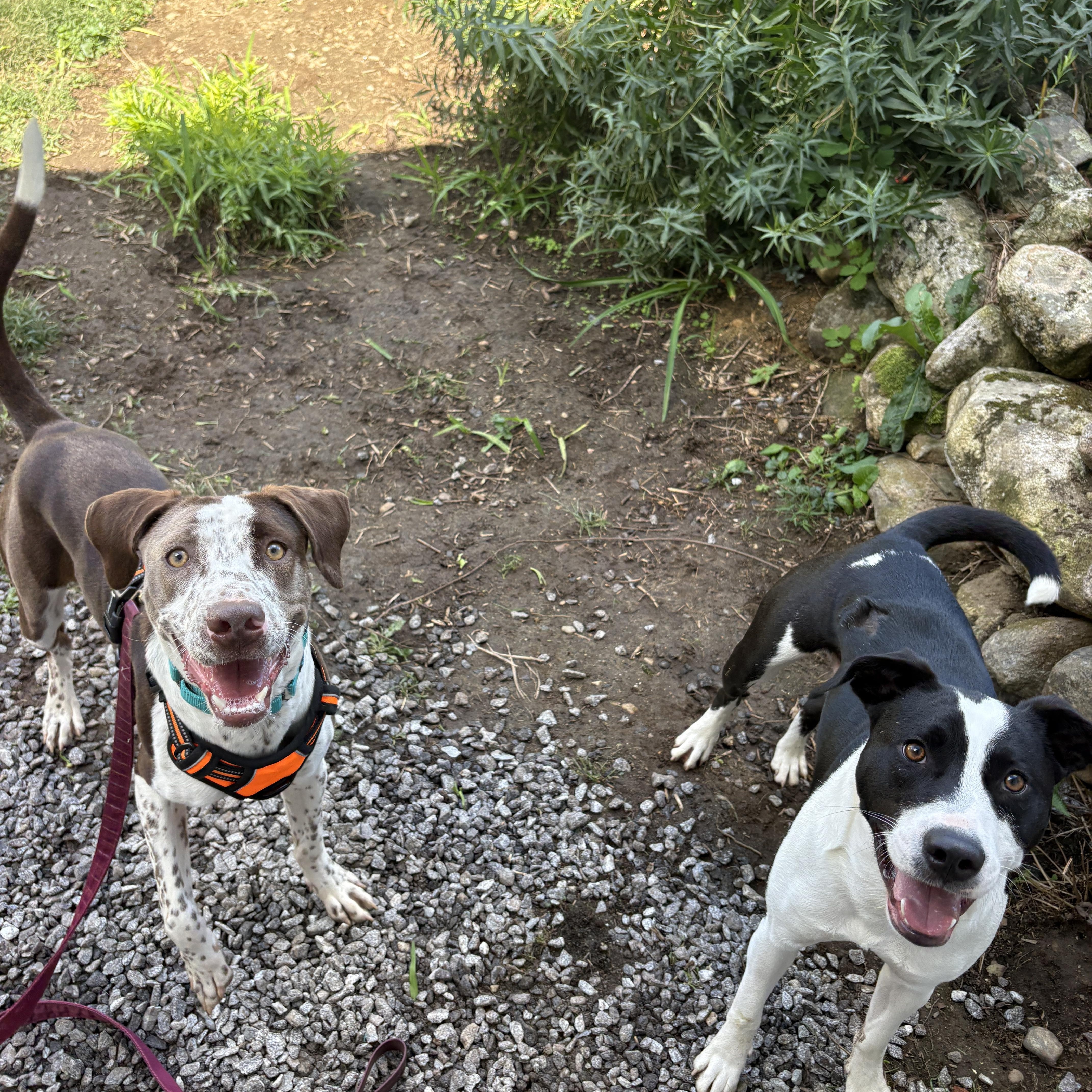 Enlarge Chance, a Adoptable mixed breed in New Boston, NH image 2/6