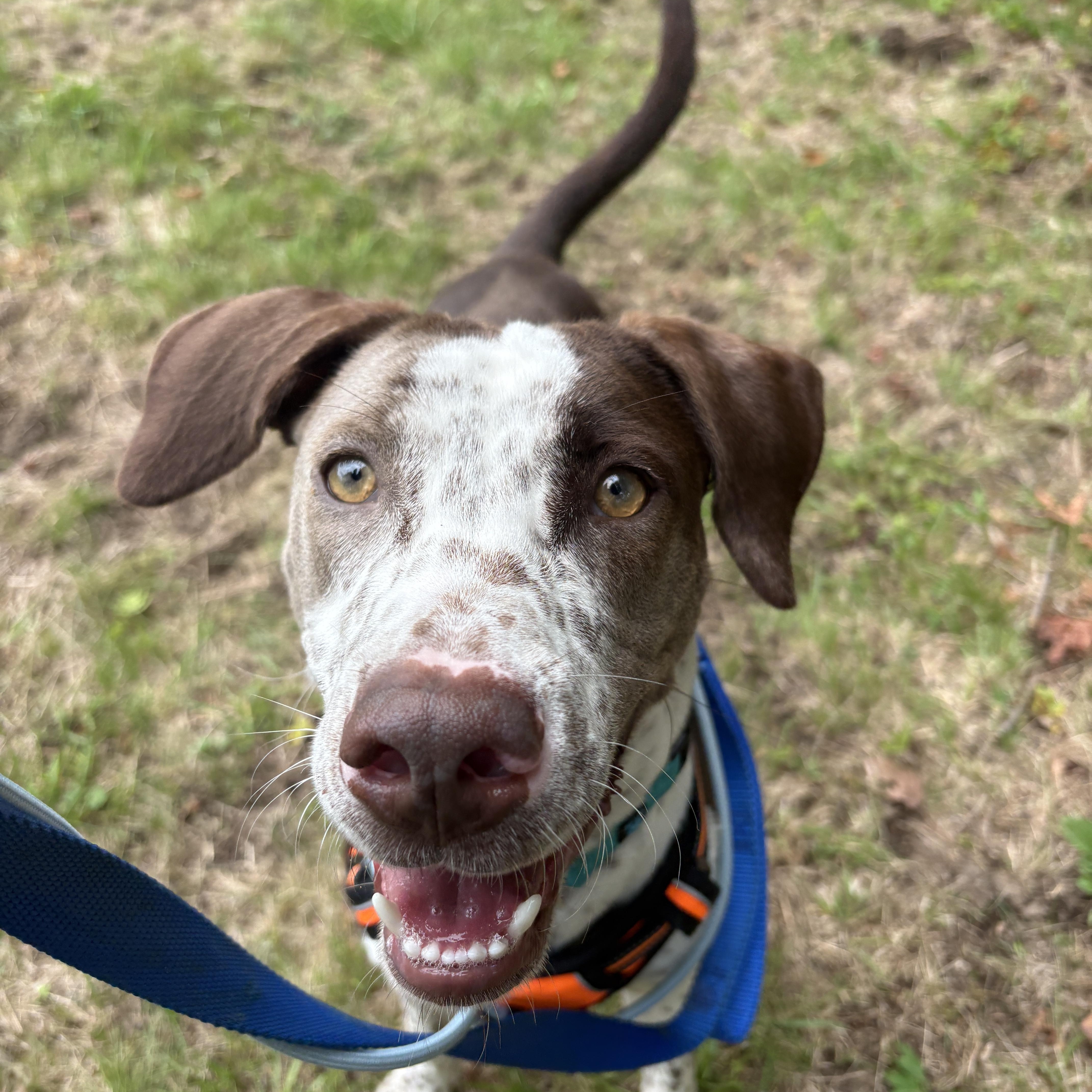 Enlarge Chance, a Adoptable mixed breed in New Boston, NH image 1/6