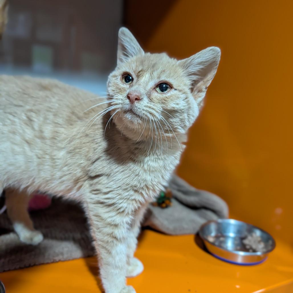 Flaming Hot Cheeto thumbnail 2