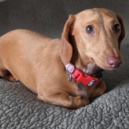 Buster, a ADOPTABLE Miniature Dachshund in Portland, OR image 4/5