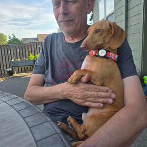Buster, a ADOPTABLE Miniature Dachshund in Portland, OR image 3/5
